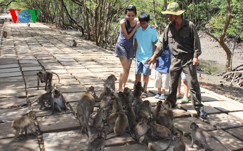 Natural beauty of Can Gio primeval mangrove forest  - ảnh 3